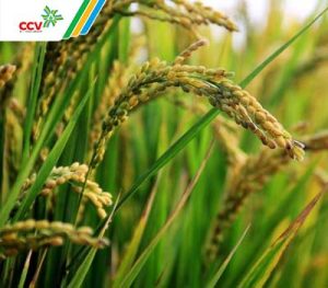 Cách trồng và chăm sóc cây lúa giai đoạn trổ bông