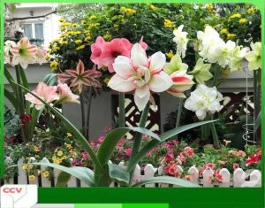 Kỹ thuật trồng và chăm sóc hoa huệ