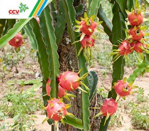 Kỹ thuật trồng và chăm sóc cây thanh long giai đoạn ra trái